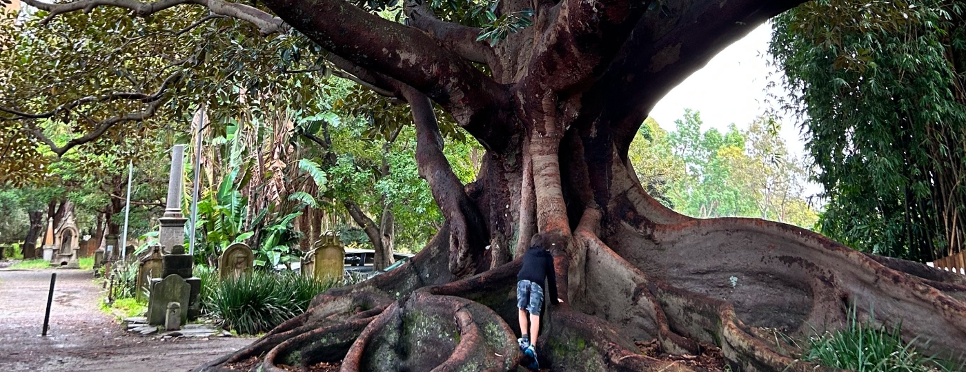 Ancient tree in a cemetery with child playing on the sprawling roots